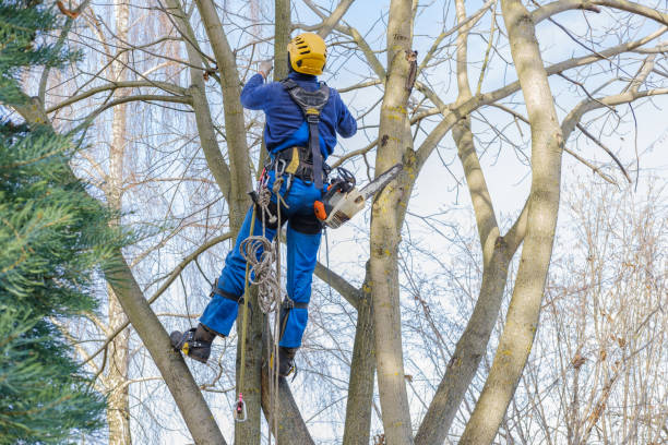 Best Commercial Tree Services  in Lorena, TX