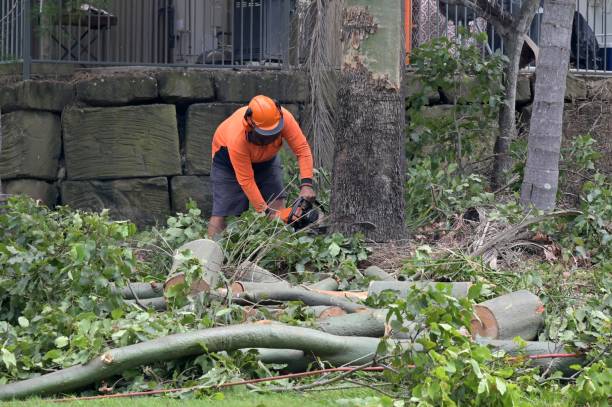 Best Tree Risk Assessment  in Lorena, TX